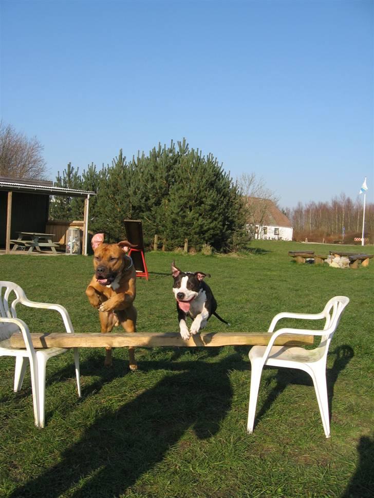 Amerikansk staffordshire terrier Trunte - Mig Rocky og Kira på tur med mor far og Rockys mor billede 17