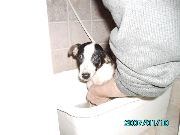 Blanding af racer Spottie <3 *R.I.P*  - Spottie da han lige var kommet hjem til os, han ser helt fortabt ud .  billede 8