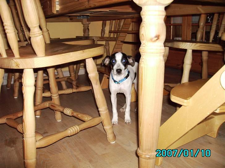 Blanding af racer Spottie <3 *R.I.P*  - Lille Spottie da han lige var kommet hjem. billede 9
