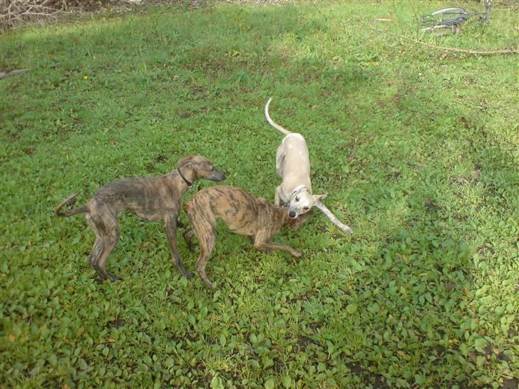 Whippet Lilo - Vores bror Laps kommer af og til så vi kan lege sammen. Vi har det fedt sammen billede 9