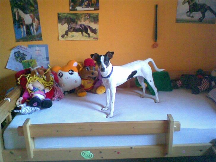 Blanding af racer Spottie <3 *R.I.P*  - Oppe i min nyredte seng,. !  billede 10