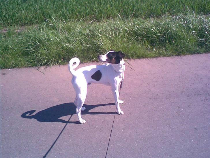 Blanding af racer Spottie <3 *R.I.P*  - Miq og Spottie ude og gå. billede 11