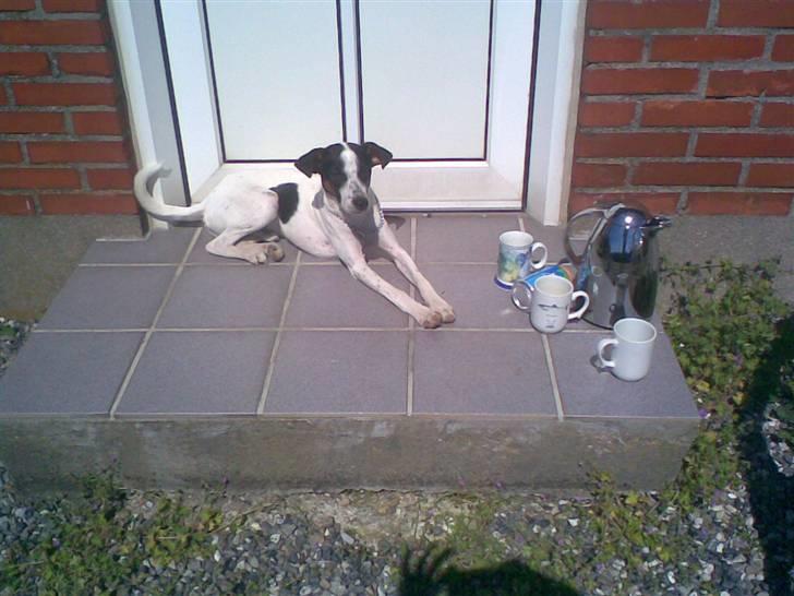Blanding af racer Spottie <3 *R.I.P*  - Spottie ude på vores gård, dejligt at ligge lige i solen! billede 12