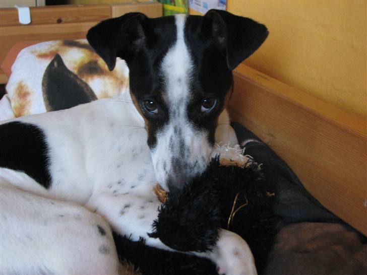 Blanding af racer Spottie <3 *R.I.P*  - MIN Bamse!! billede 13
