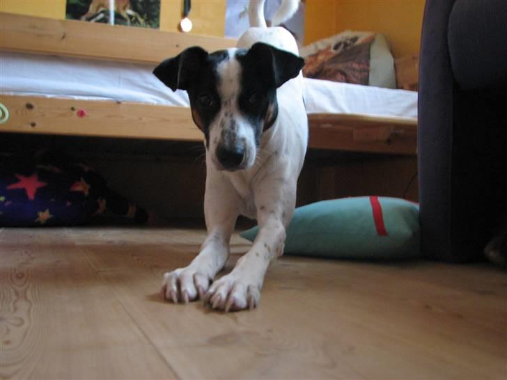 Blanding af racer Spottie <3 *R.I.P*  - hej hej § billede 14