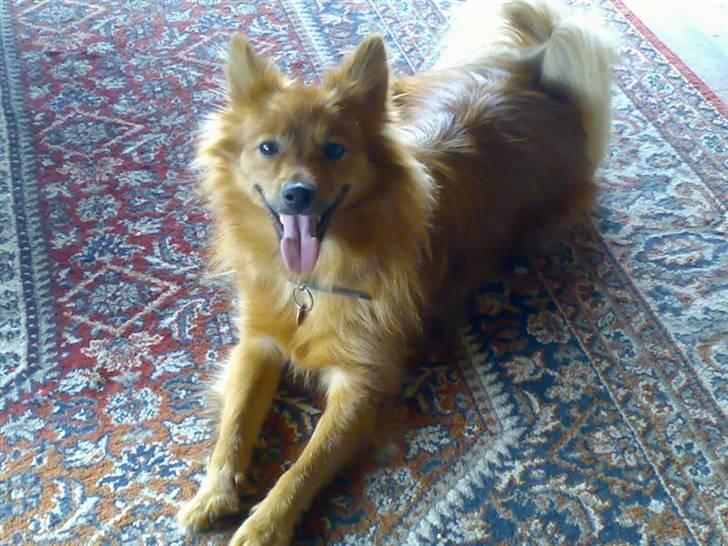 Blanding af racer Viggo billede 4