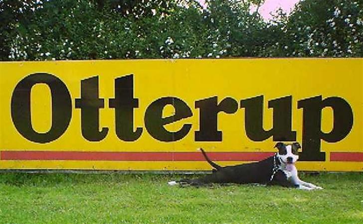 Amerikansk staffordshire terrier Trunte - Min mor Sine stambogsnavn Tovdals Amy billede 18