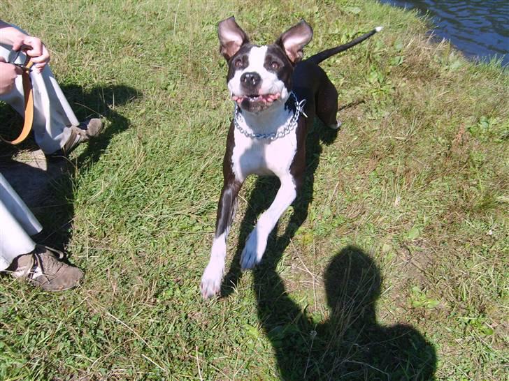 Amerikansk staffordshire terrier Trunte - Min oldefar Chasqui sir winston churchill billede 19