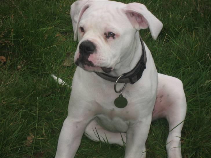 Amerikansk bulldog Simpson R.I.P  billede 14