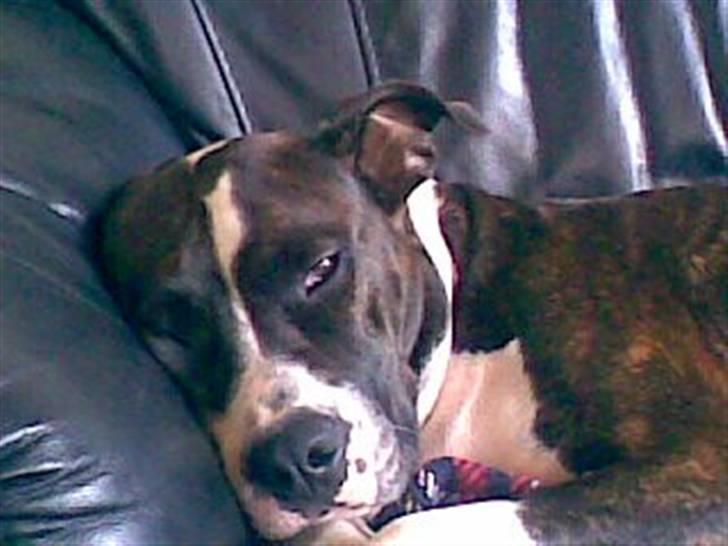 Amerikansk staffordshire terrier Staff-dog's Angel billede 11