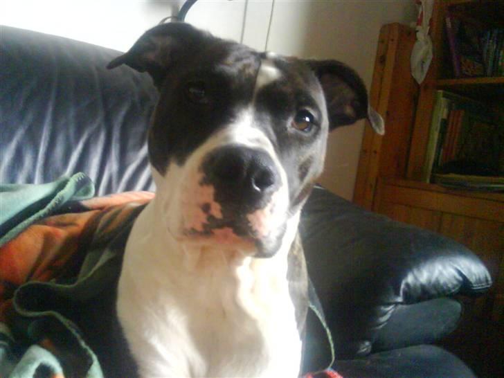 Amerikansk staffordshire terrier Staff-dog's Angel billede 12