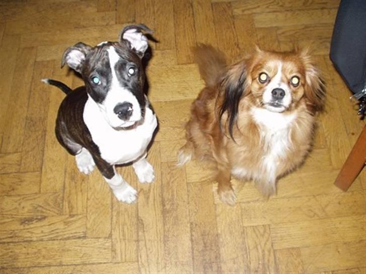 Amerikansk staffordshire terrier Staff-dog's Angel billede 13