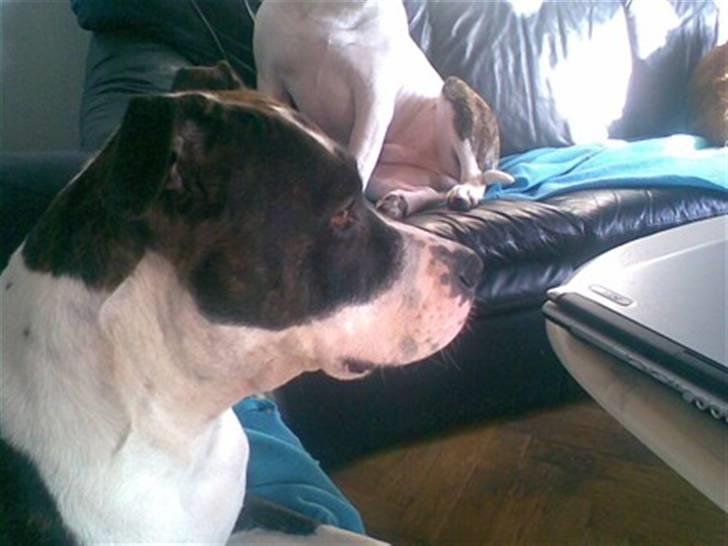 Amerikansk staffordshire terrier Staff-dog's Angel billede 14