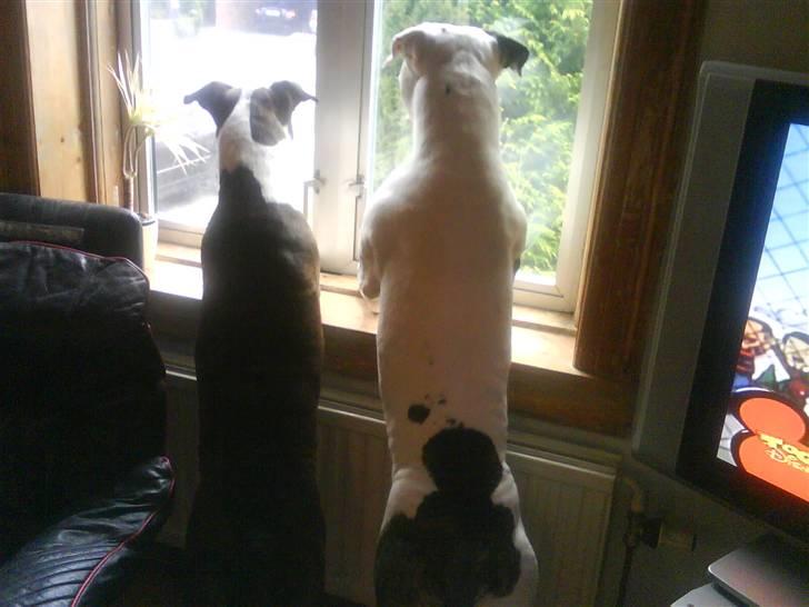 Amerikansk staffordshire terrier Staff-dog's Angel billede 15