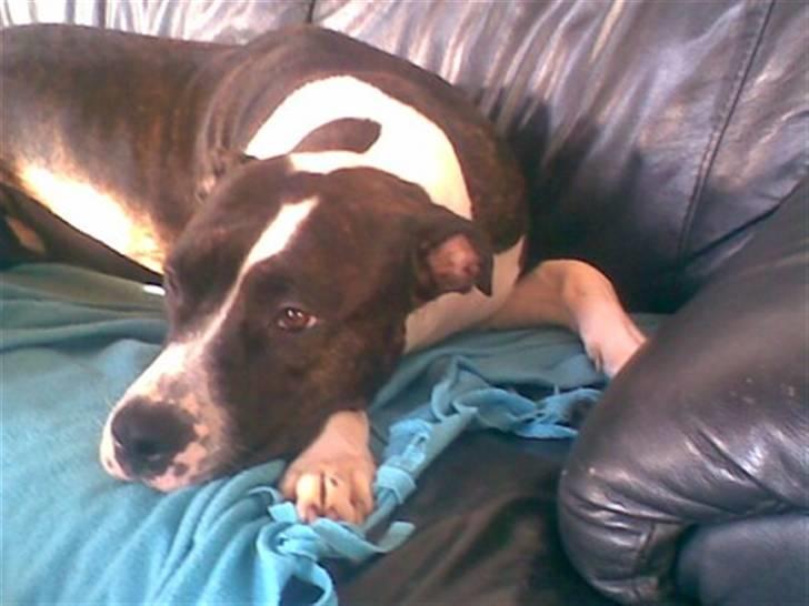 Amerikansk staffordshire terrier Staff-dog's Angel billede 16