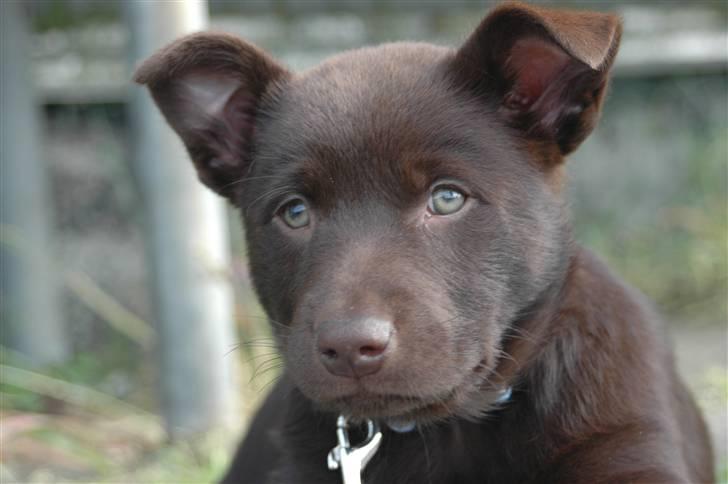 Australsk kelpie Dooley  - Dooley lige ankommet til DK - juni 2007 billede 3
