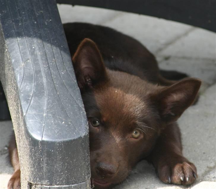 Australsk kelpie Dooley  - Dooley juni 2007 på terrasse i godt vejr billede 4