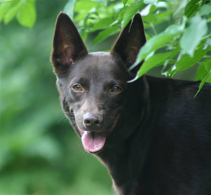 Australsk kelpie Born To Work Brown Bellis - Juni 2007 billede 14