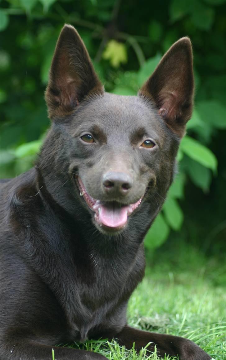 Australsk kelpie Born To Work Brown Bellis - Juni 2007 billede 15