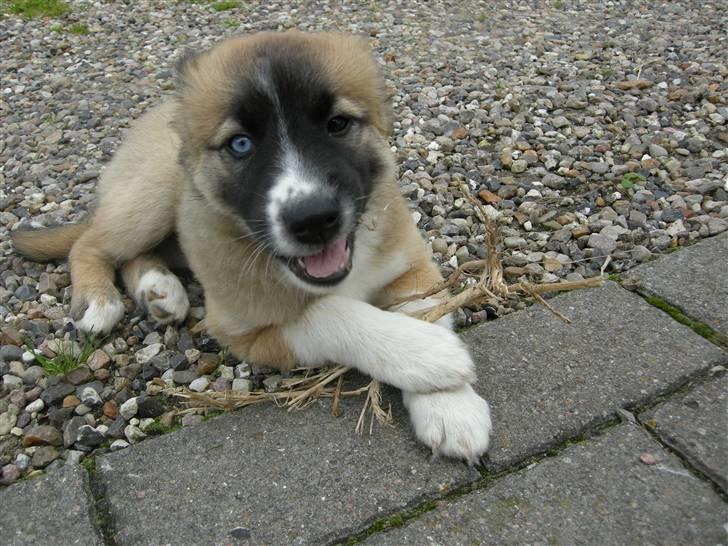 Blanding af racer Mulle billede 7