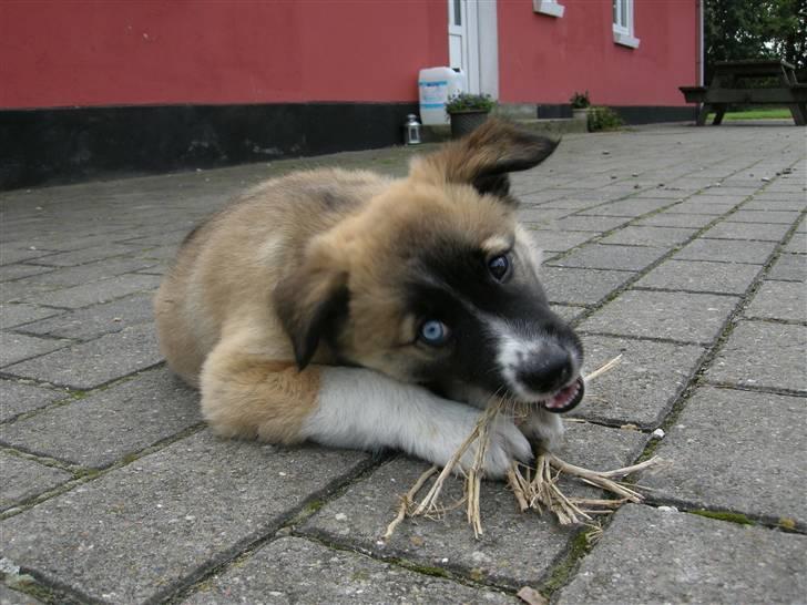 Blanding af racer Mulle billede 8