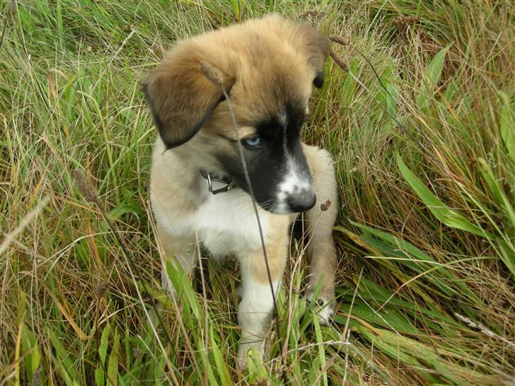 Blanding af racer Mulle billede 9