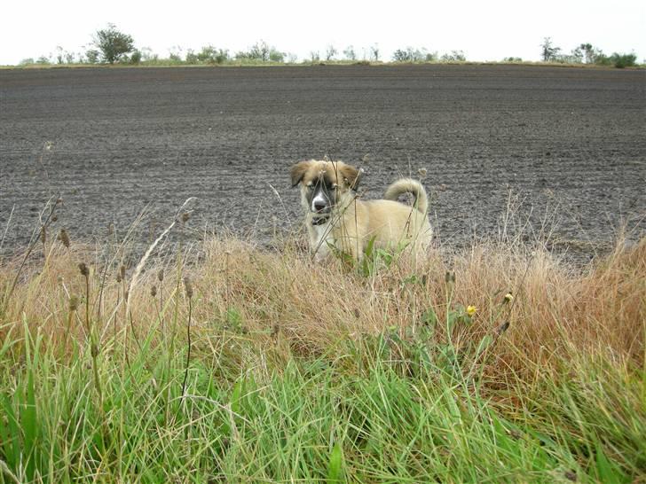 Blanding af racer Mulle billede 10