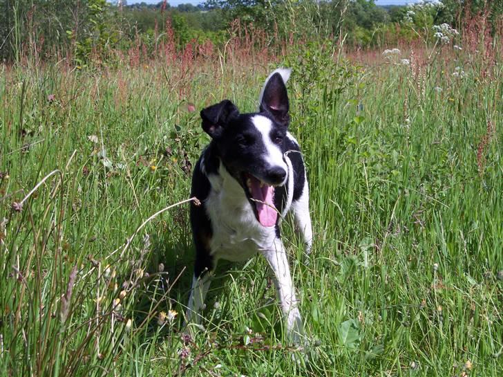 Glathåret foxterrier Franco, Tryllefyr,  - Min smukke og stolte engelske Foxterrier - Franco billede 1