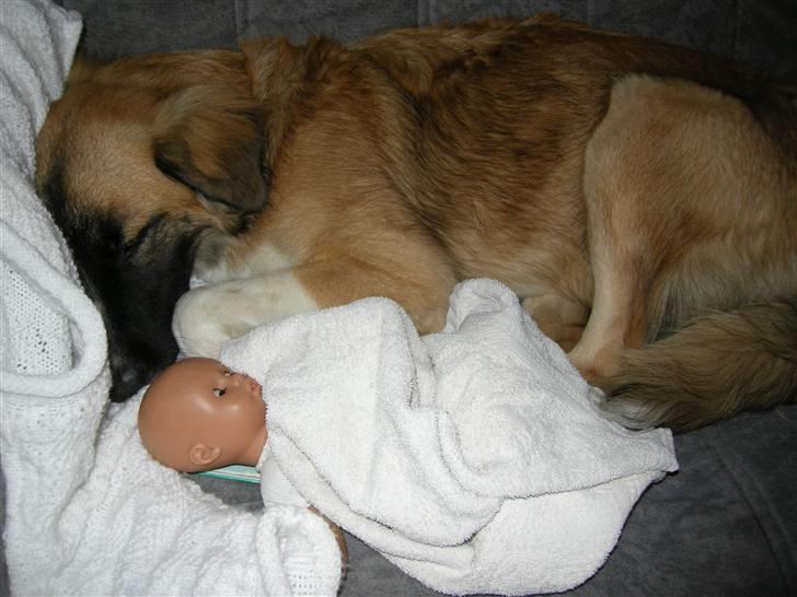 Blanding af racer Mulle billede 11