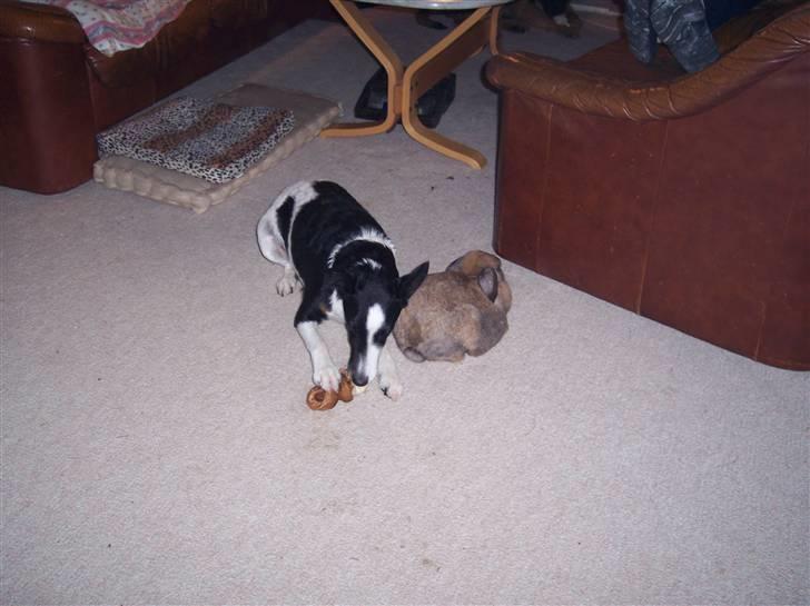 Glathåret foxterrier Franco, Tryllefyr,  - Francos bedste ven, kaninen Suey - måske ikke helt typisk for en terrier! billede 2