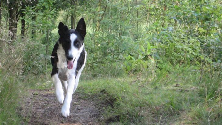 Glathåret foxterrier Franco, Tryllefyr,  - Franco i fuldt firspring i naturen - nu 11 år  billede 3