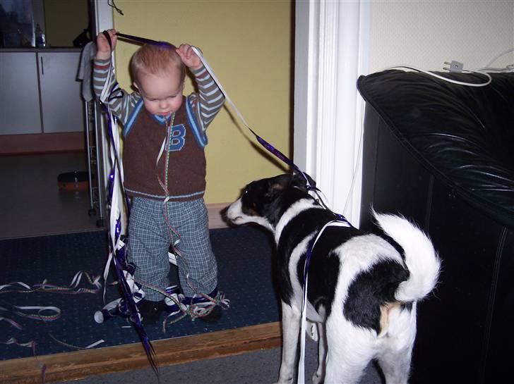 Glathåret foxterrier Franco, Tryllefyr,  - Francos bedste legekammerat Lukas på 2 år - de er ved at pynte til Nytår... billede 4