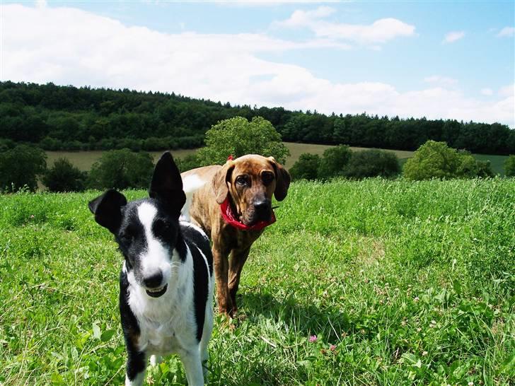 Glathåret foxterrier Franco, Tryllefyr,  - Franco med sin ven Filaen Pardos i de franske bjerge..... billede 5