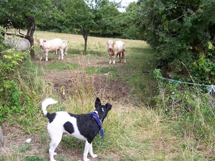 Glathåret foxterrier Franco, Tryllefyr,  - Ja ja nok er du stor, men mig kan du ikke skræmme :-) billede 6