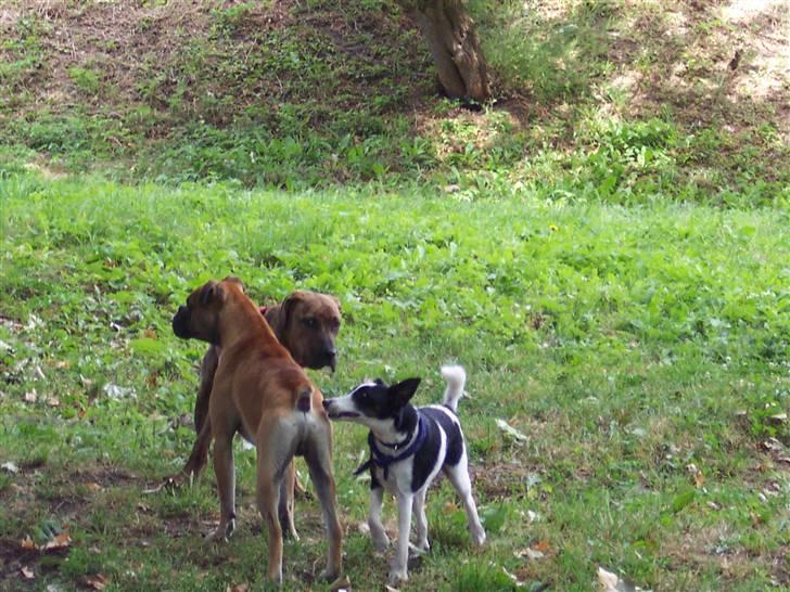 Glathåret foxterrier Franco, Tryllefyr,  - Franco i leg med filaen Pardos og boxeren Boss.... Og nej han bliver ikke den lille hvis nogen skulle være i tvivl!! billede 7