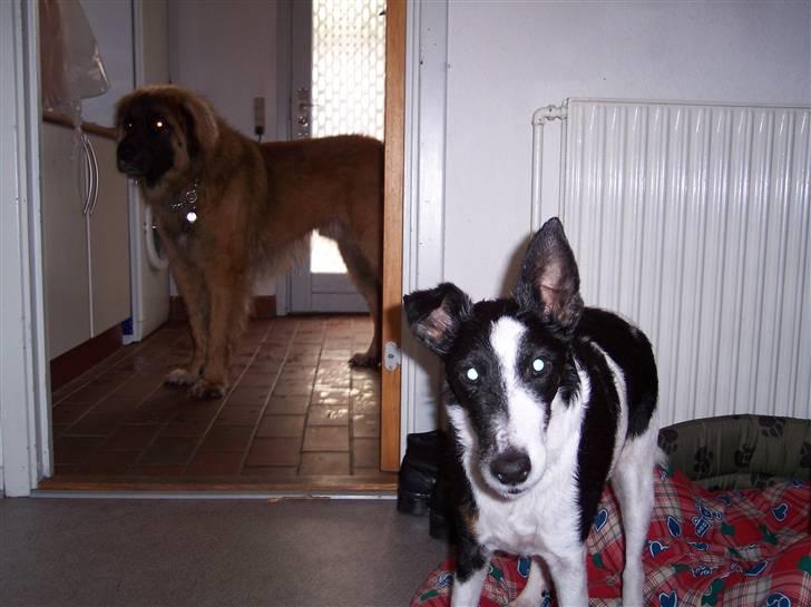 Glathåret foxterrier Franco, Tryllefyr,  - Franco og "brormand" Durin - en leonberger på 9 mdr billede 8