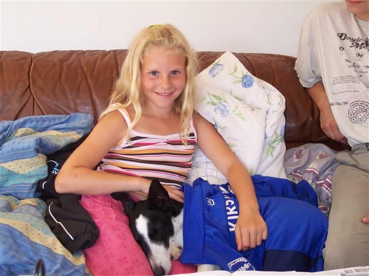 Glathåret foxterrier Franco, Tryllefyr,  - Efter leg og ballade er det nu dejligt med en varm og blød plads - helst med en at putte med... billede 9