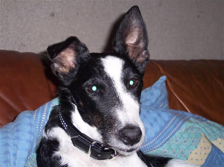 Glathåret foxterrier Franco, Tryllefyr,  - Flot nyt halsbånd med sten - så er vi klar til at charmere damerne :-)) billede 10