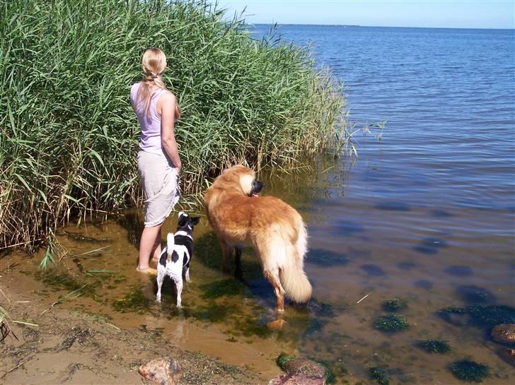 Glathåret foxterrier Franco, Tryllefyr,  - Ja nogen vandhund er man jo ikke når man er terrier - men med mor og brormand kan man da mande sig op... billede 11