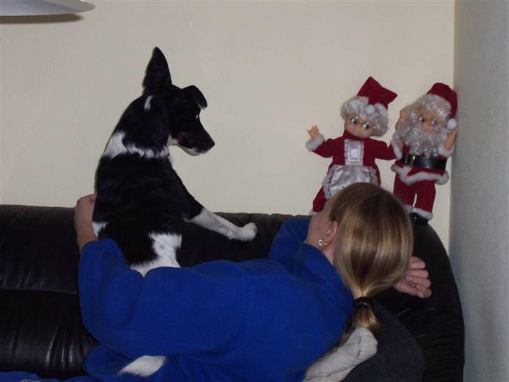 Glathåret foxterrier Franco, Tryllefyr,  - I kan bare vente jer !!!!!! billede 12