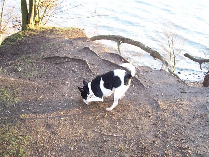 Glathåret foxterrier Franco, Tryllefyr,  - Jeg ved bare at den hoppede herned - grrrr hvor er blev den af???!! billede 13