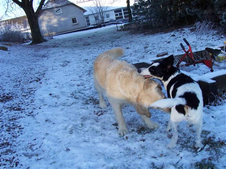 Glathåret foxterrier Franco, Tryllefyr,  - Uha hun er lækker!! Så skruer vi charmen på.... billede 14