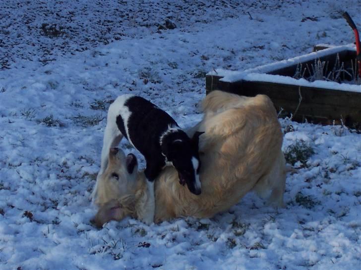 Glathåret foxterrier Franco, Tryllefyr,  - Så kom hun ned at ligge - så skal vi bare ....... billede 15