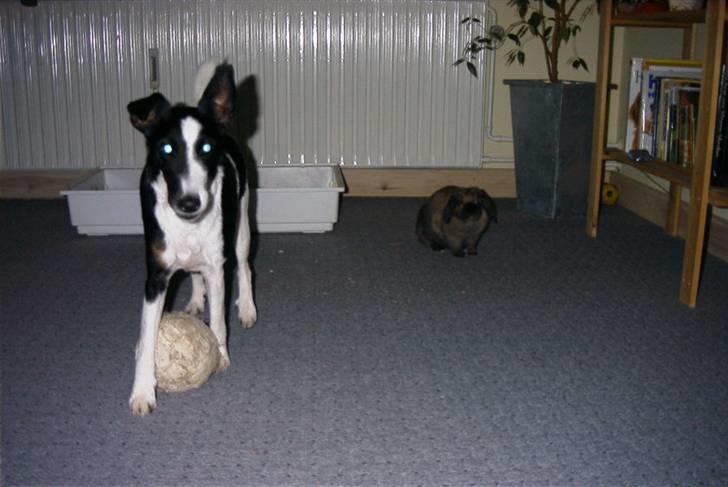 Glathåret foxterrier Franco, Tryllefyr,  - Total yndlingsbold - gammel, slidt, bidt i stykker og stinker ganske forfærdeligt... billede 16