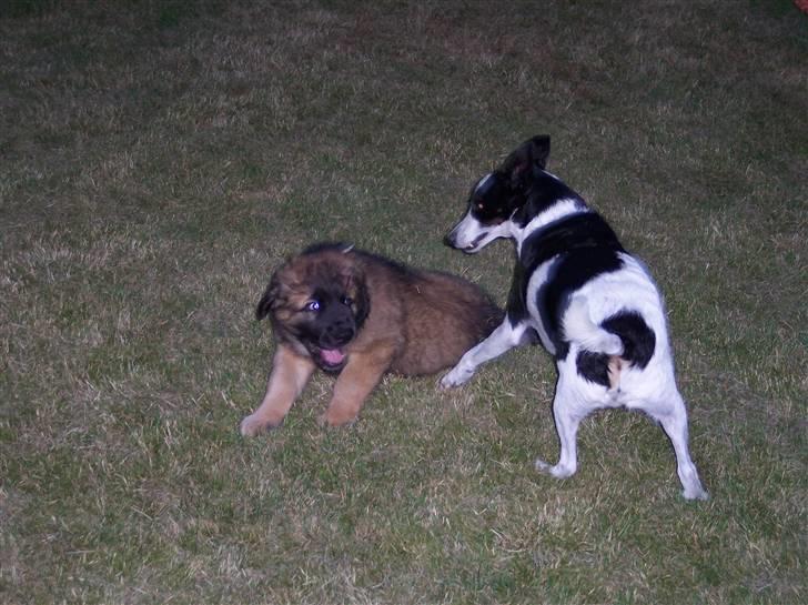 Glathåret foxterrier Franco, Tryllefyr,  - Franco ved at lære sin nye bror om reglerne - alt tilhører ham så enkelt er det i virkeligheden.. billede 17