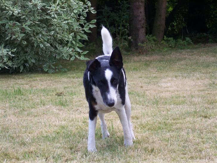 Glathåret foxterrier Franco, Tryllefyr,  - Yeah - that´s right, I´m bad!!! billede 18