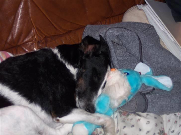 Glathåret foxterrier Franco, Tryllefyr,  - Francos sovekanin som han er meget glad for og helst skal putte med.. billede 19