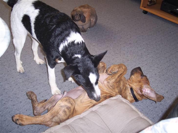 Glathåret foxterrier Franco, Tryllefyr,  - Som den største er man jo nødt til at tage sig lidt af sine mindre "brødre" er Filaen Pardos 8 uger.. billede 20