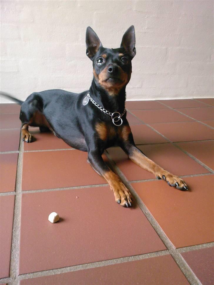 Dvaergpinscher King (2003 - 2016) billede 3