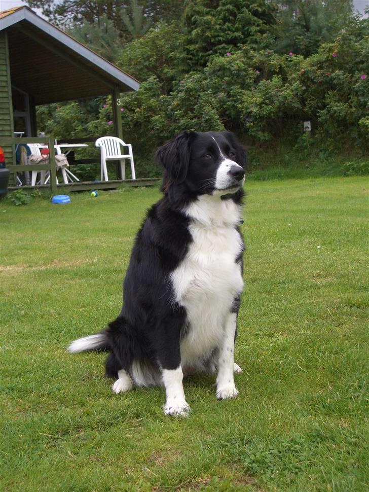 Blanding af racer Zenta billede 18